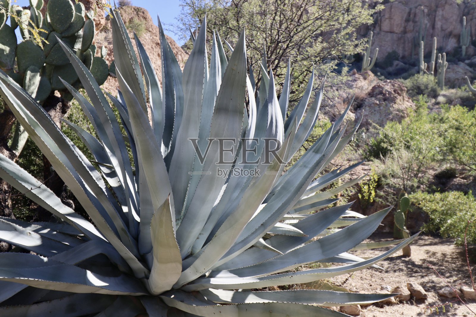 索诺兰沙漠的仙人掌照片摄影图片