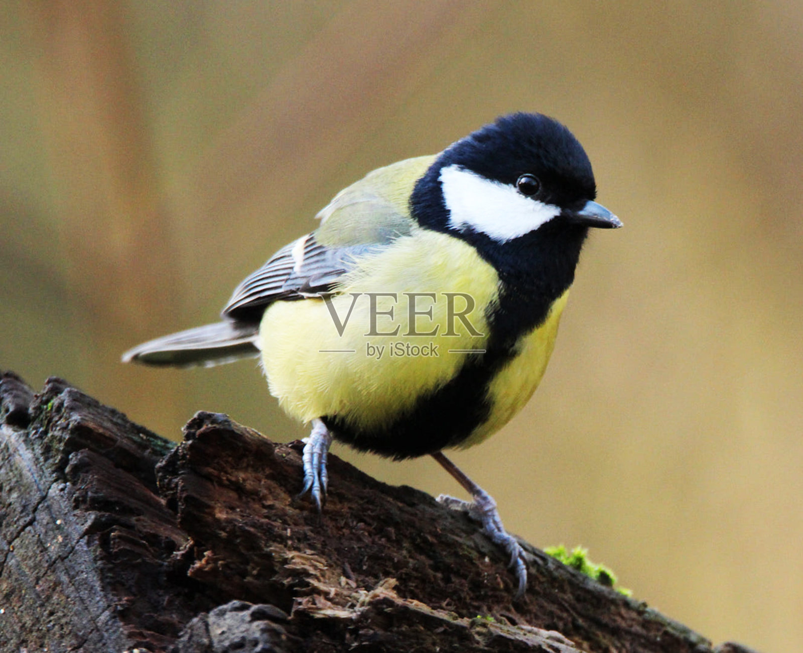 美丽的比利时野生动物图片照片摄影图片