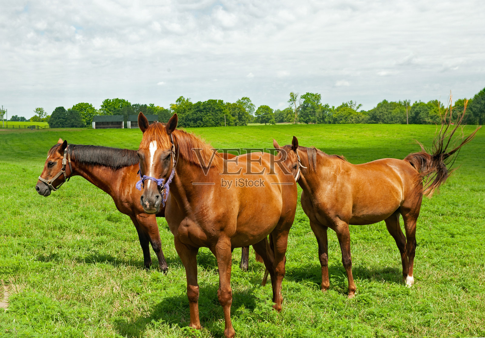 三匹马照片摄影图片