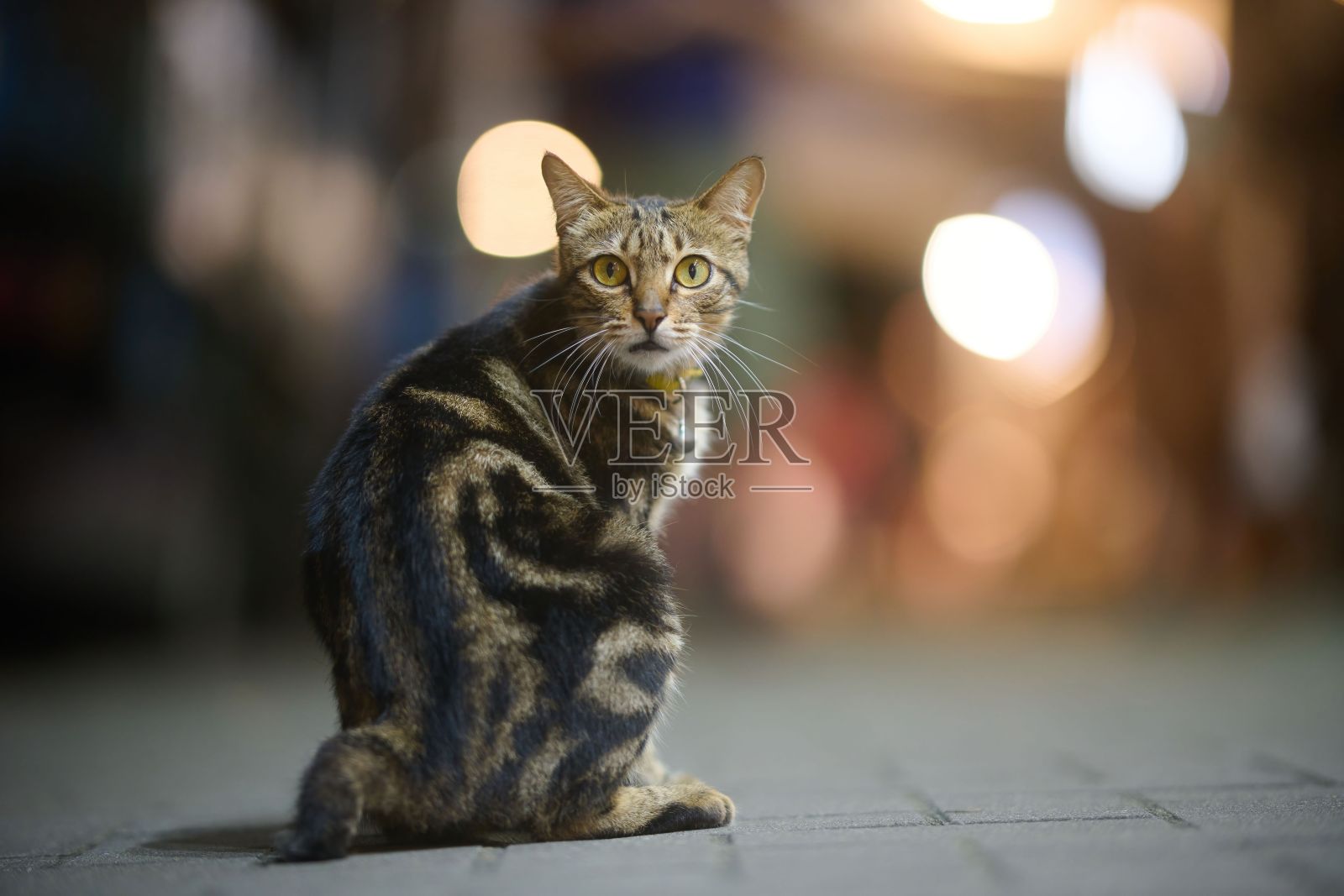 可爱的条纹家猫与散景背景照片摄影图片