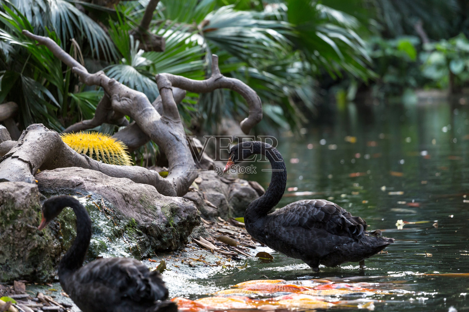 黑天鹅照片摄影图片