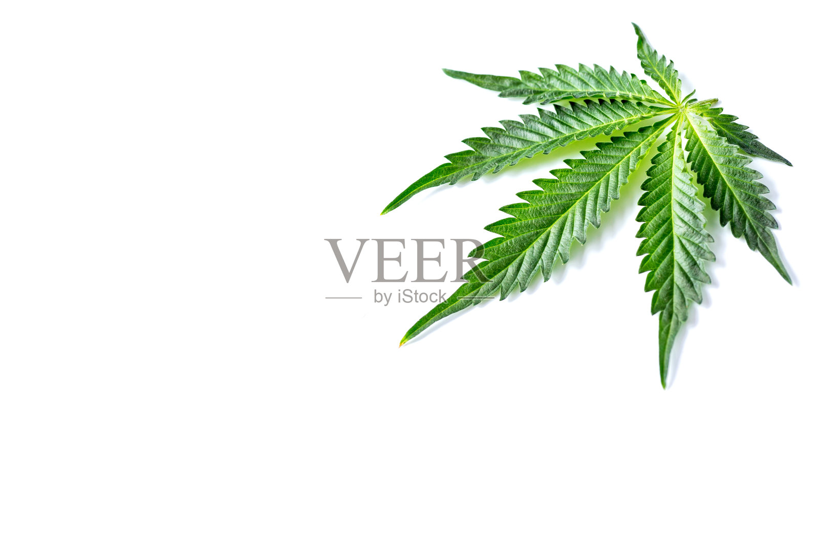 大麻叶子,分离在白色背景上的大麻。绿色背景的树叶。种植医用大麻照片摄影图片