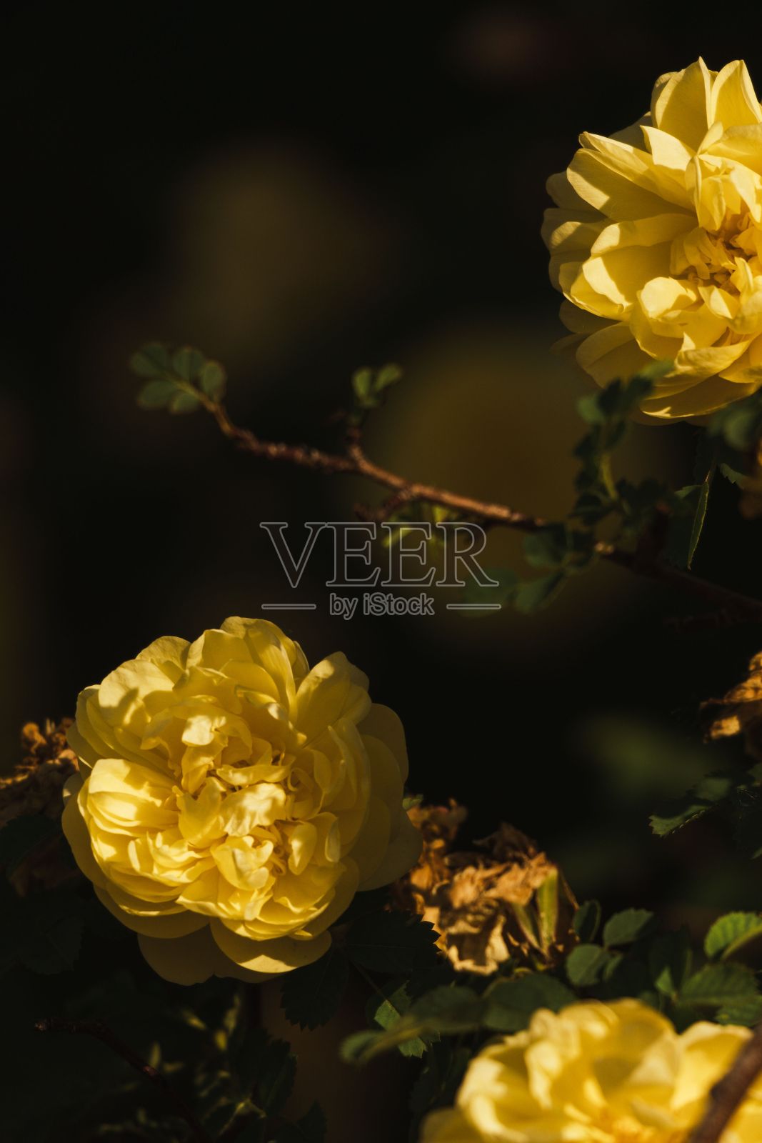 罗莎·哈里森的黄色花球的垂直视图照片摄影图片