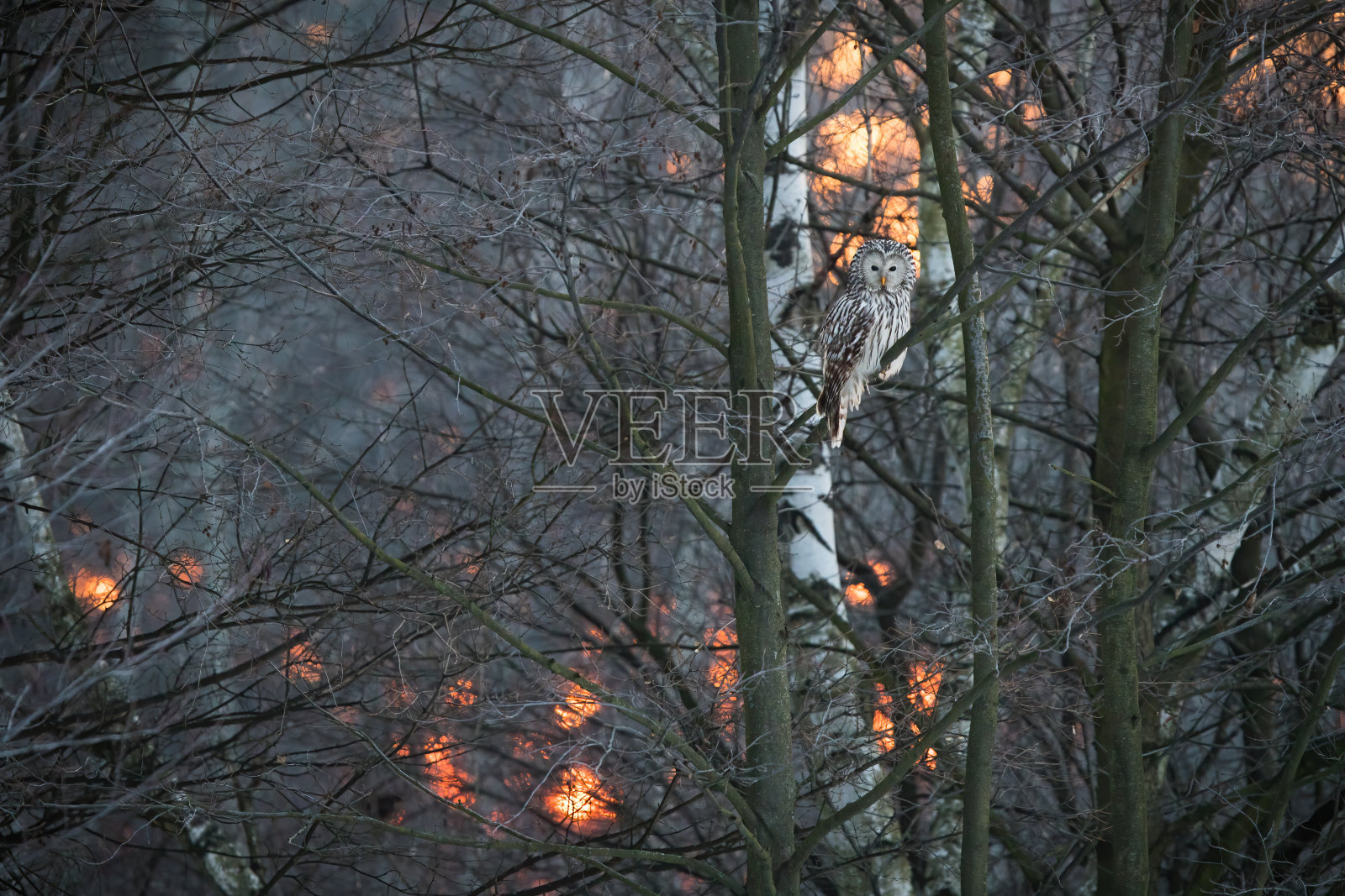 冬天,乌拉尔猫头鹰坐在森林里的树上,有复制空间照片摄影图片