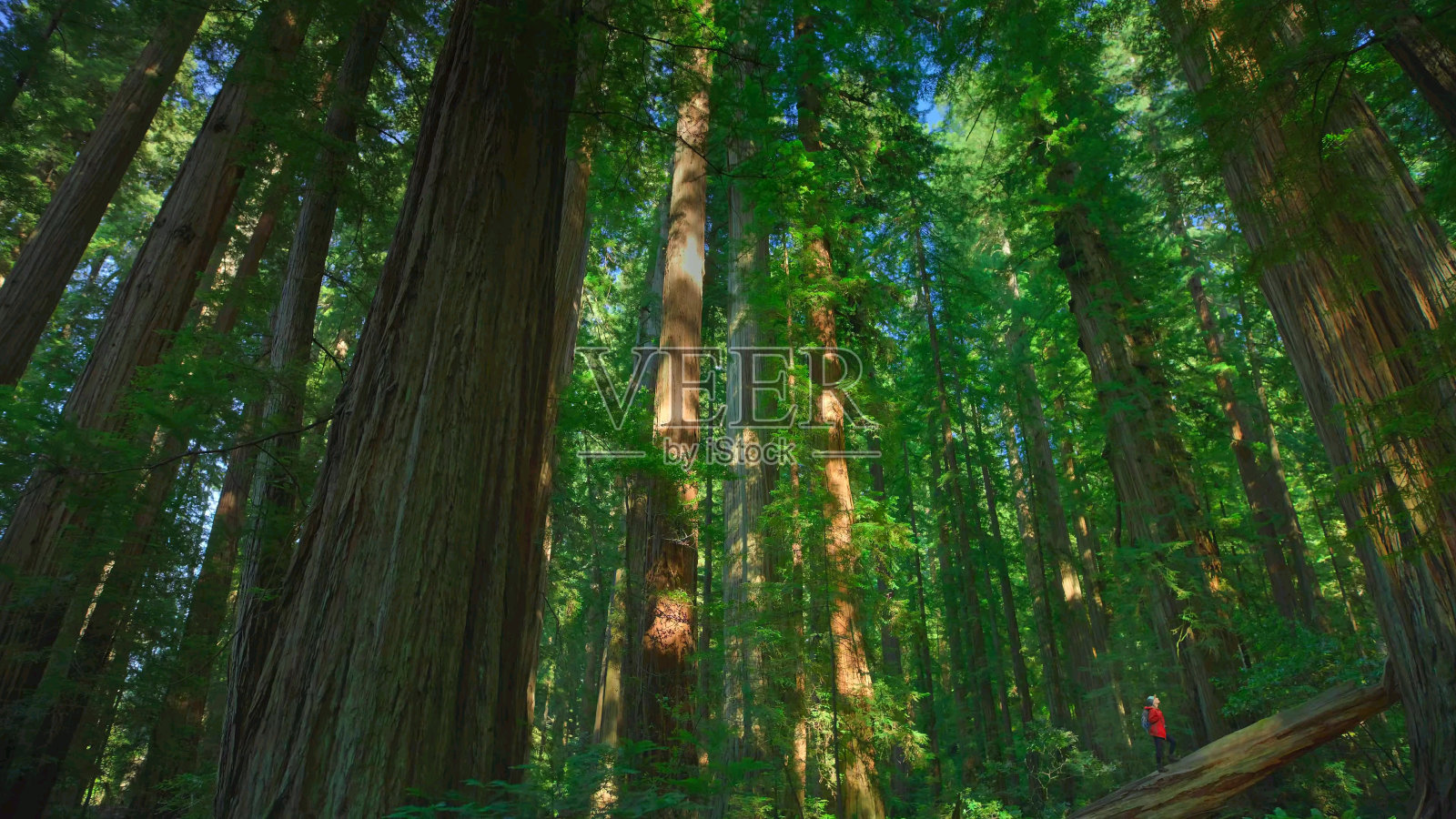 夏天,阳光穿过红杉森林里高大的树木照片摄影图片