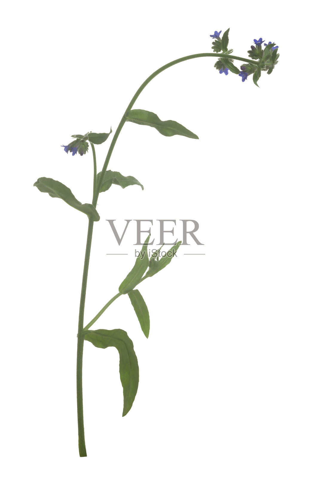 白色背景上孤立的普通布泽草照片摄影图片