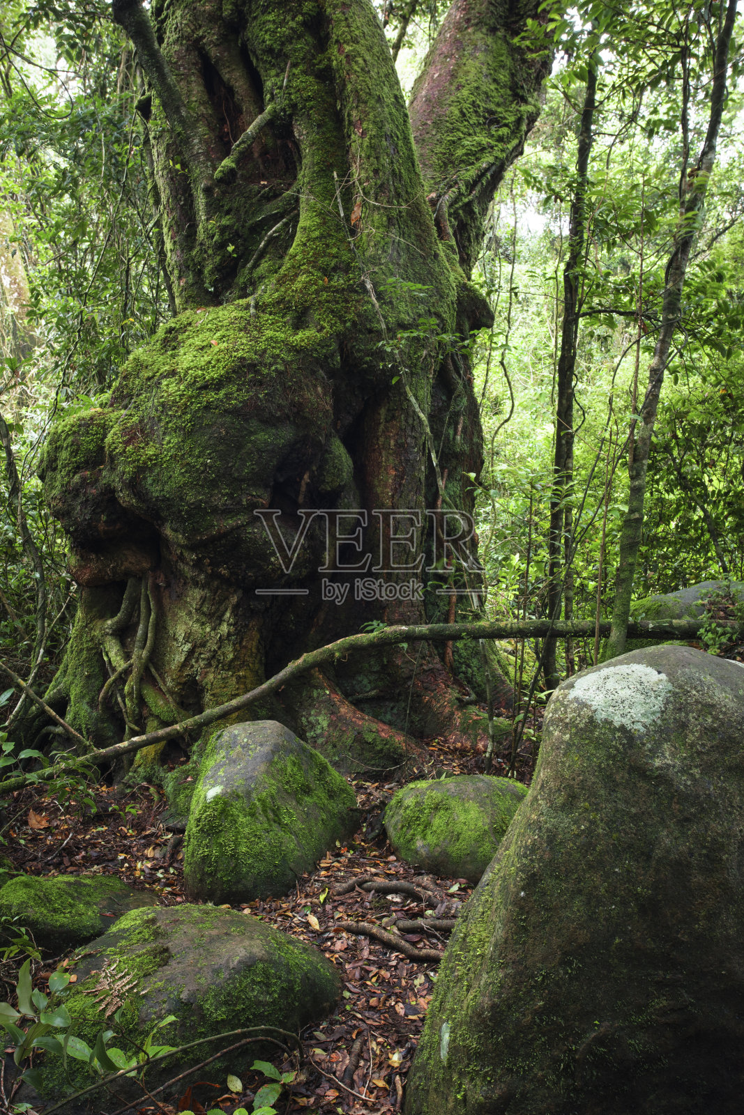 最好的瞭望台,昆士兰照片摄影图片