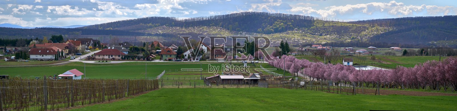 村中樱花旁的绿色农田全景照片摄影图片