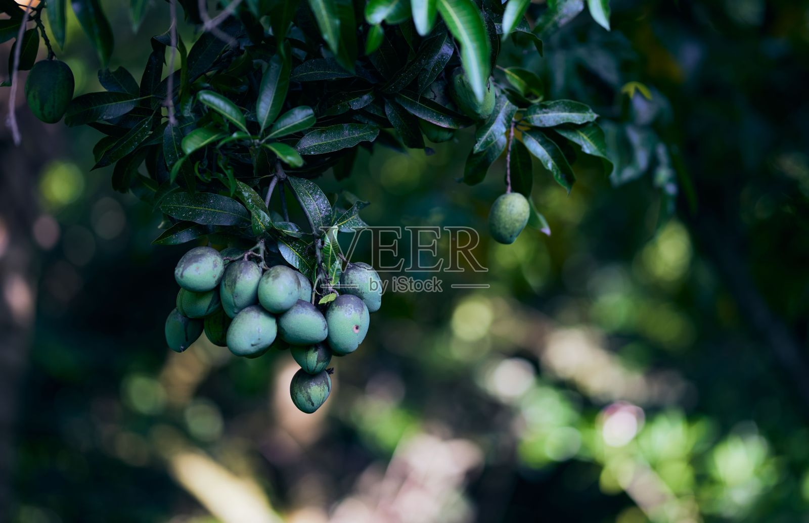 特写的橄榄树在模糊的背景照片摄影图片