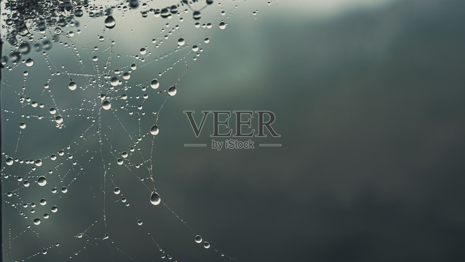特写的蜘蛛网与水滴在模糊的背景照片摄影图片