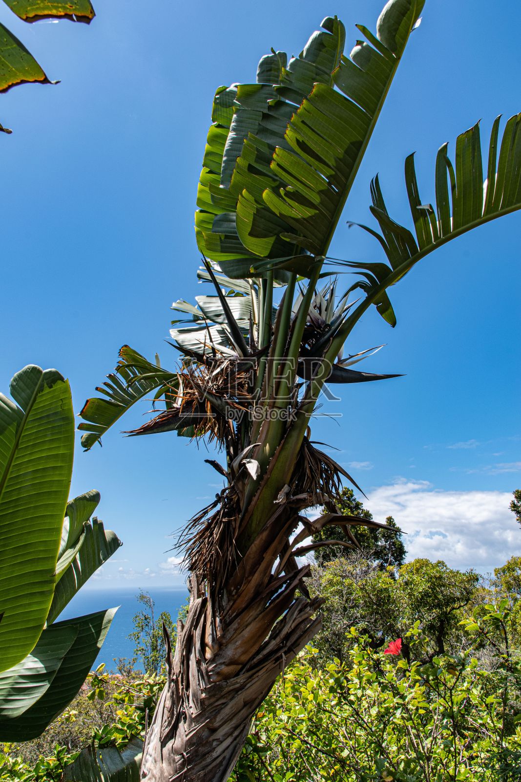 在蓝天下的花园里,垂直拍摄的马达加斯加草照片摄影图片
