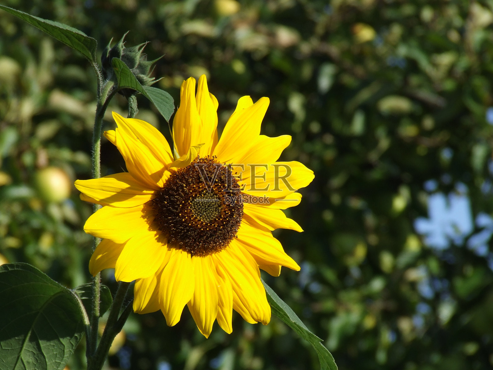 花卉特写照片摄影图片
