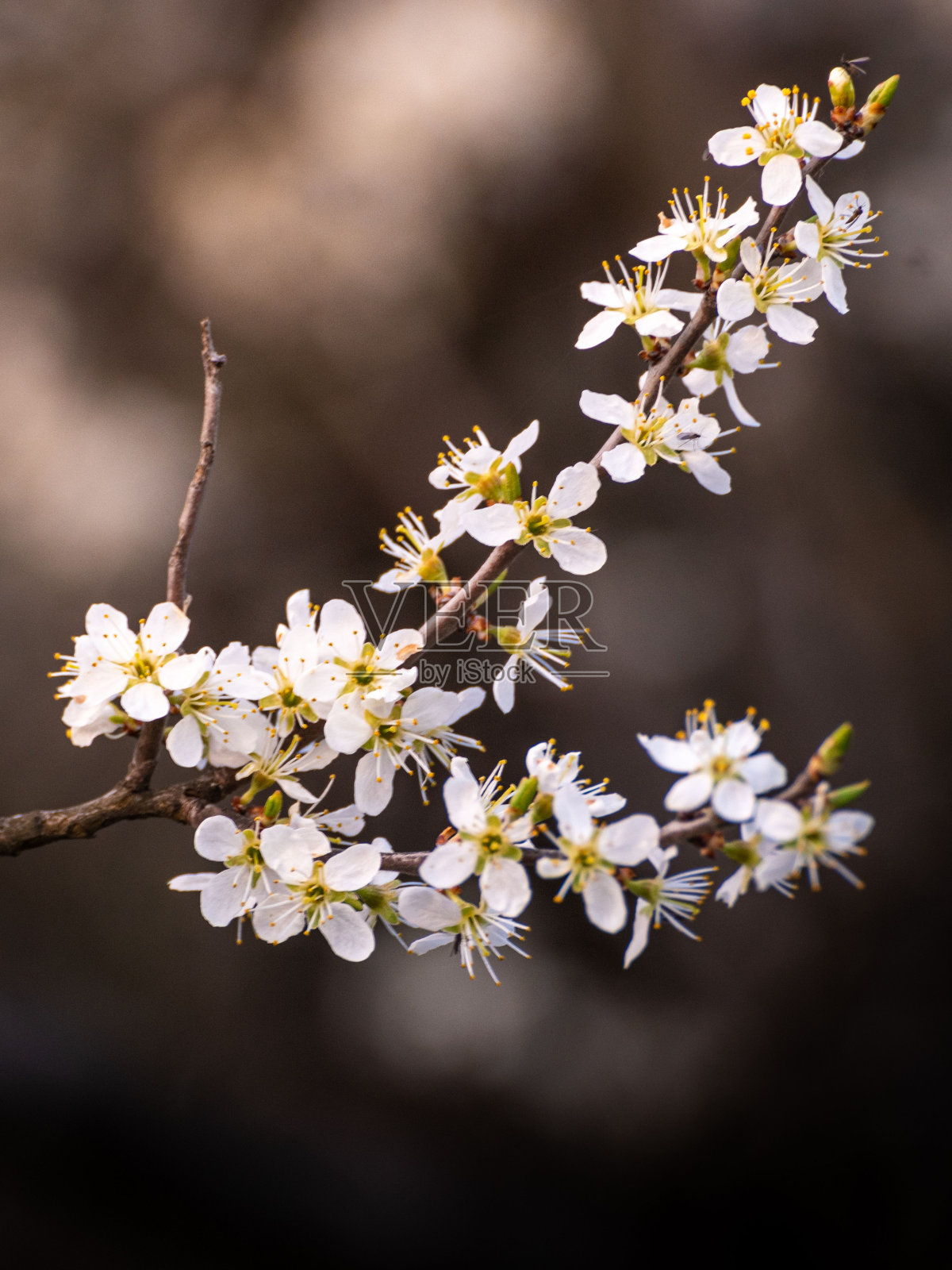 盛开的樱桃枝的垂直浅焦点照片摄影图片