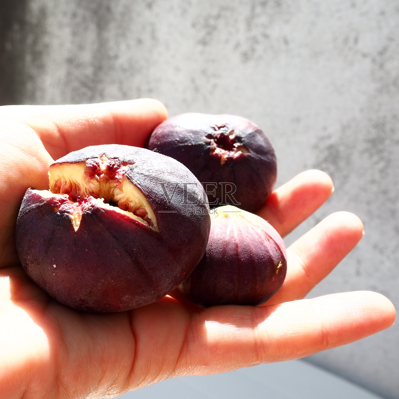 无花果或无花果树,或普通无花果树,或榕carica是一种亚热带落叶植物,桑科榕属。健康食品。成熟的紫色无花果果在女人的手掌里。照片摄影图片