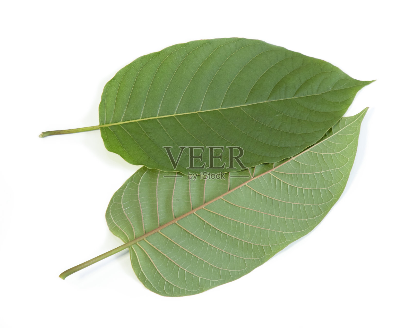 Kratom留下绿叶植物。照片摄影图片