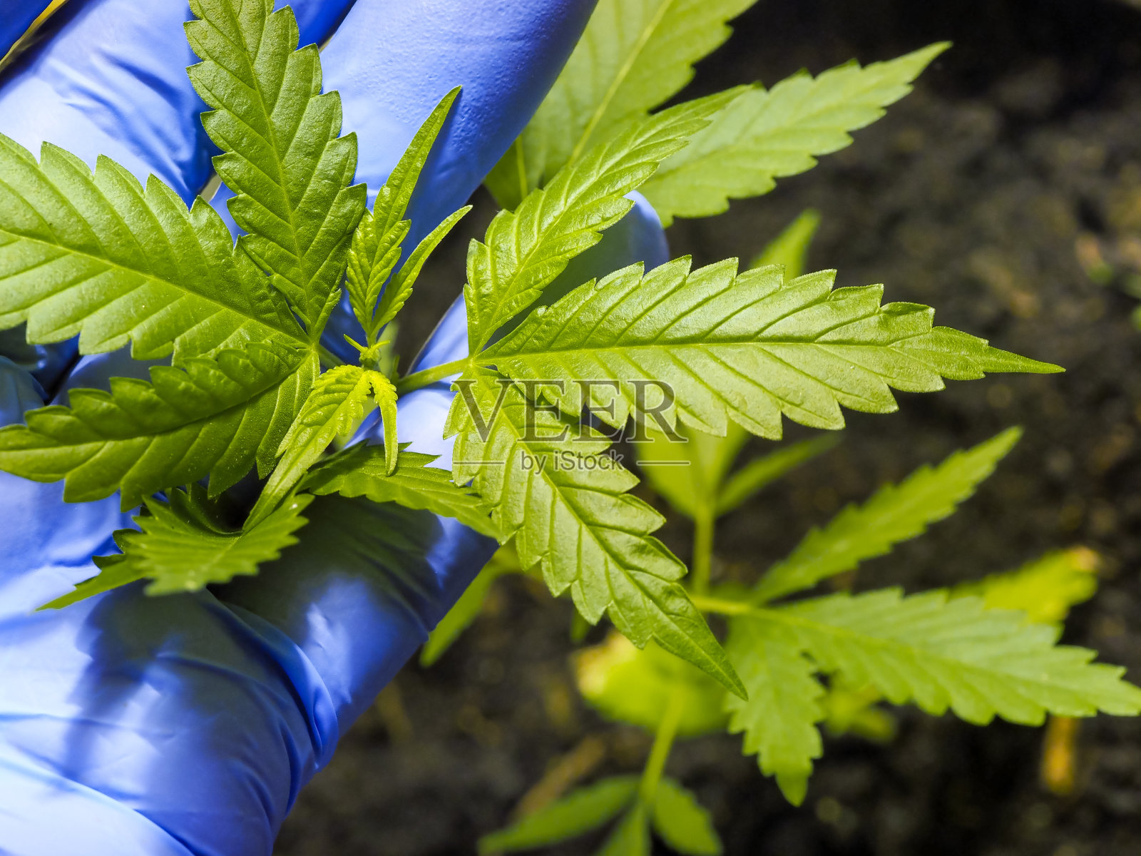 近距离观察大麻植物的叶子照片摄影图片