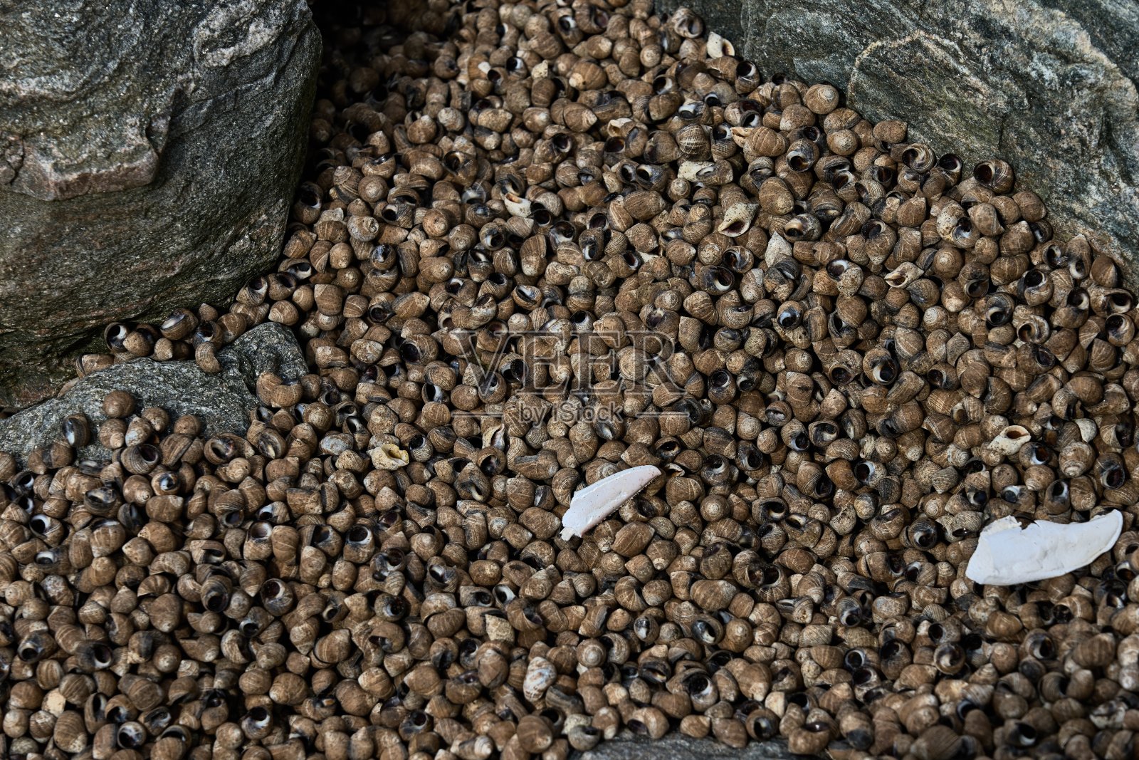 海螺壳和龙虾爪堆成一堆照片摄影图片