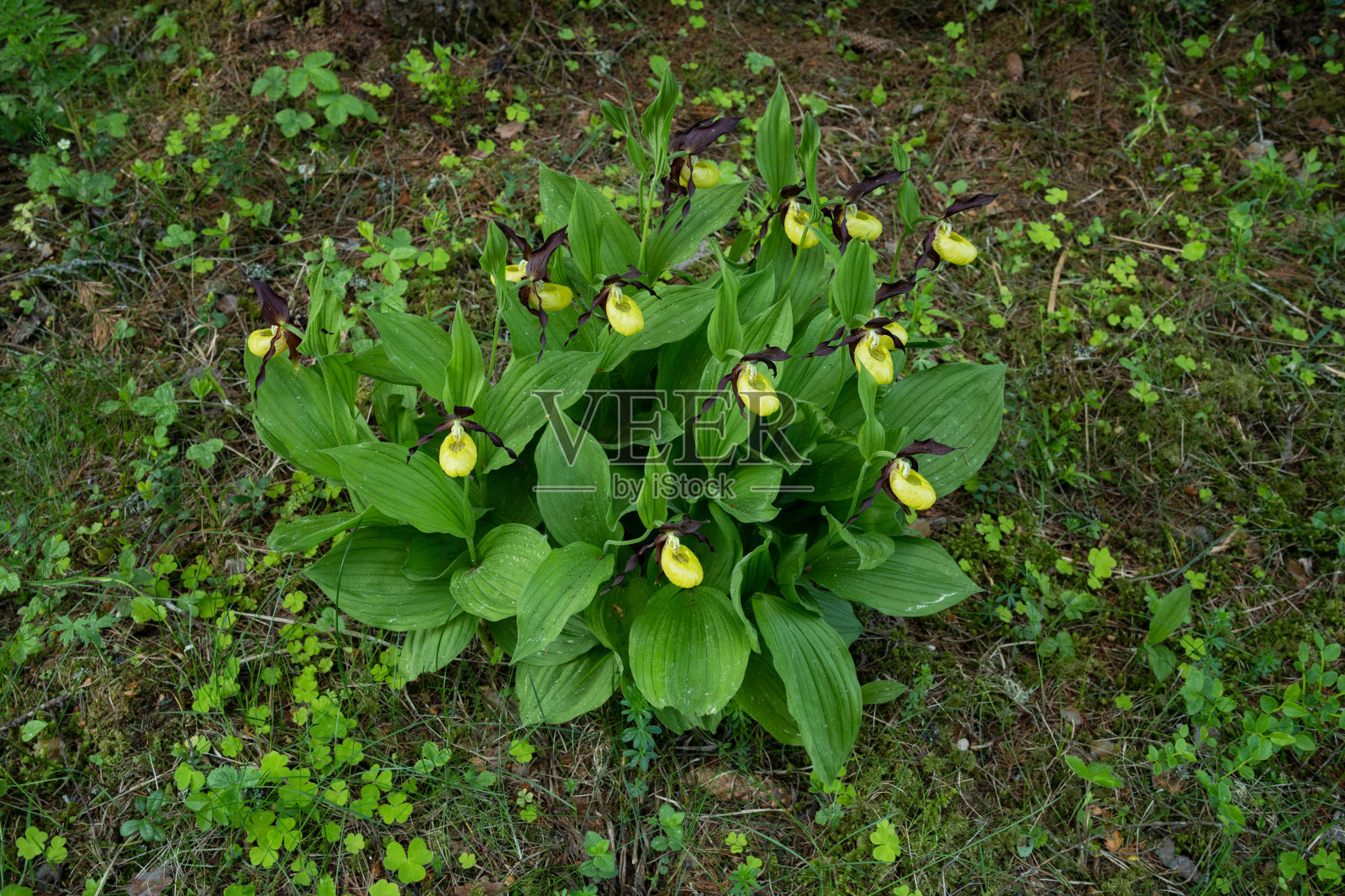 在晚春的爱沙尼亚北方森林中盛开的女鞋兰的大灌木照片摄影图片