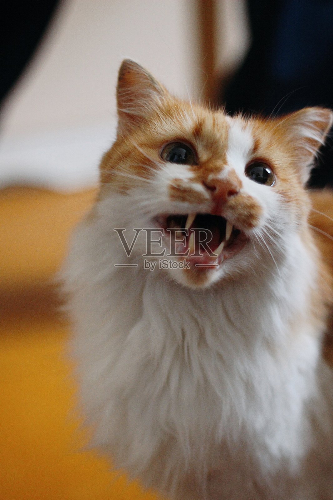 一只喵喵叫的姜黄色猫的肖像照片摄影图片