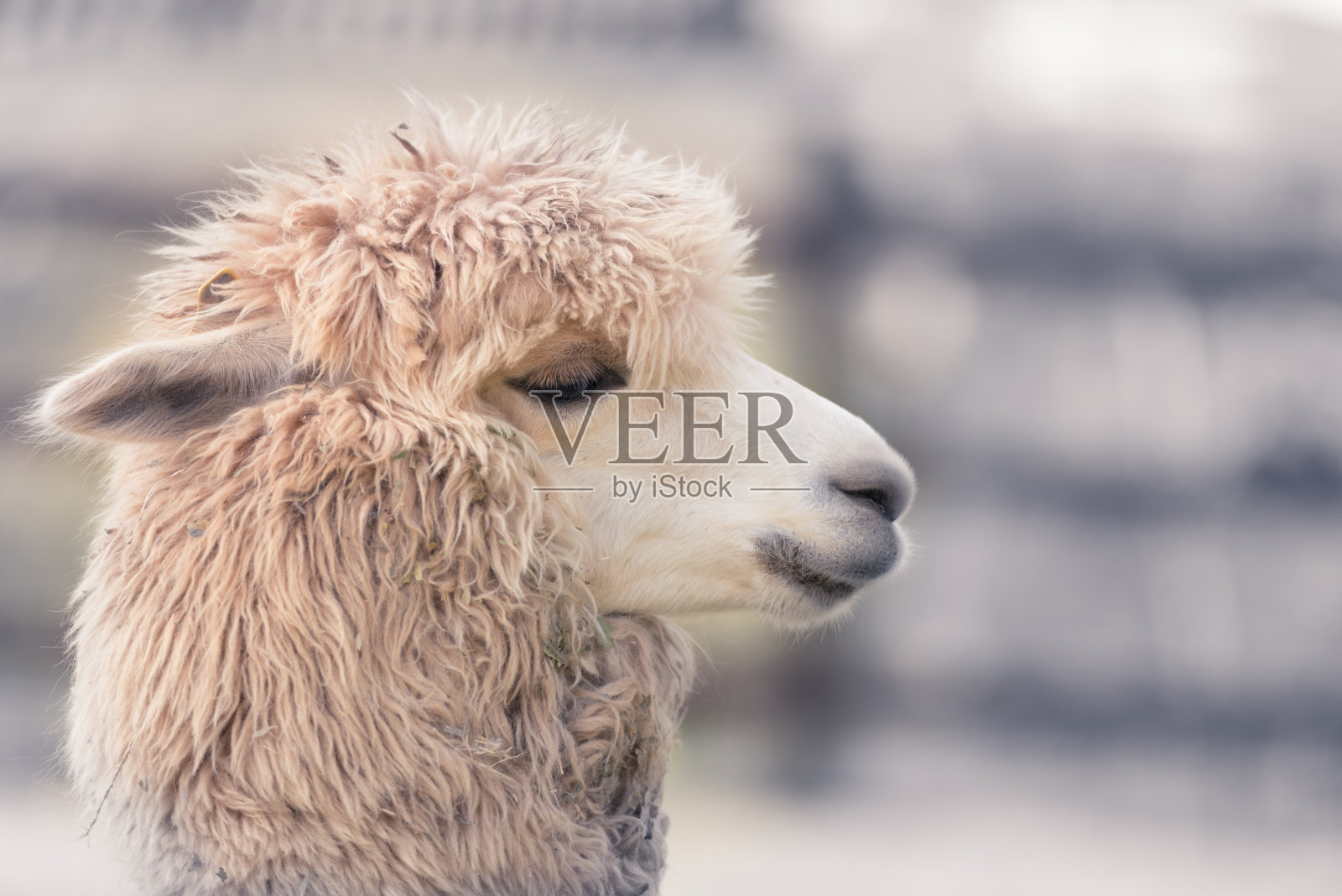 可爱的羊驼脸在农场,重点在眼睛,特写与复制空间。照片摄影图片