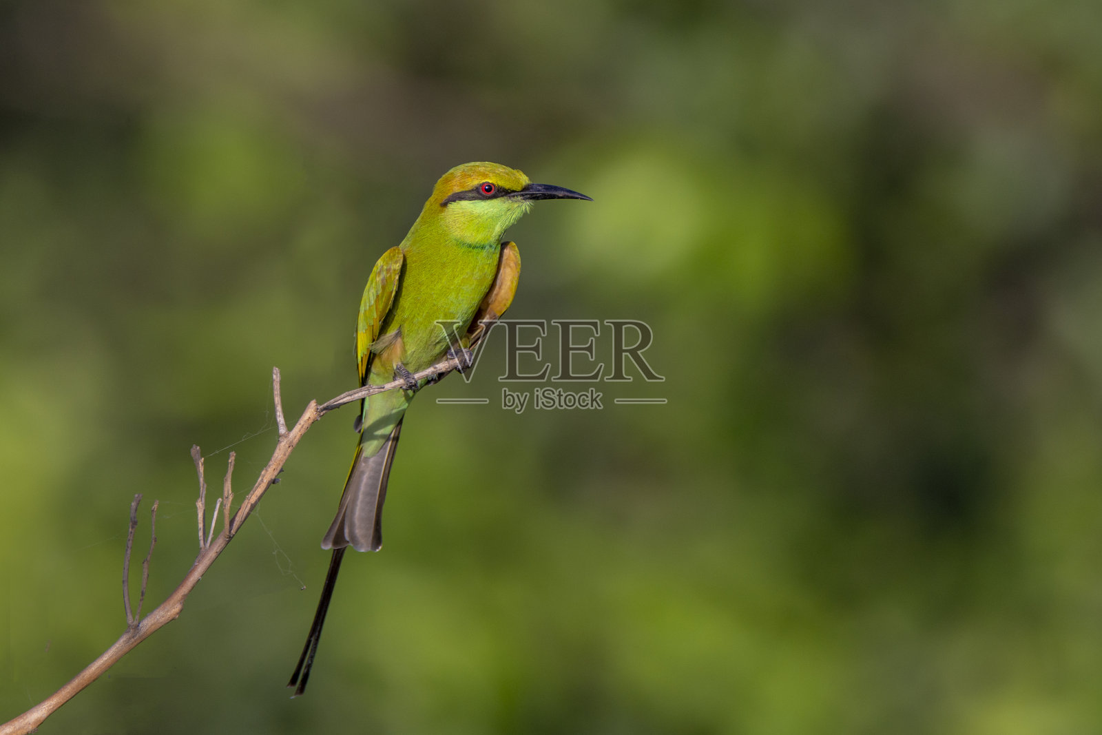 模糊背景中的食蜂者,野生动物中美丽的绿色食蜂者,栖息地中的绿色食蜂者照片摄影图片