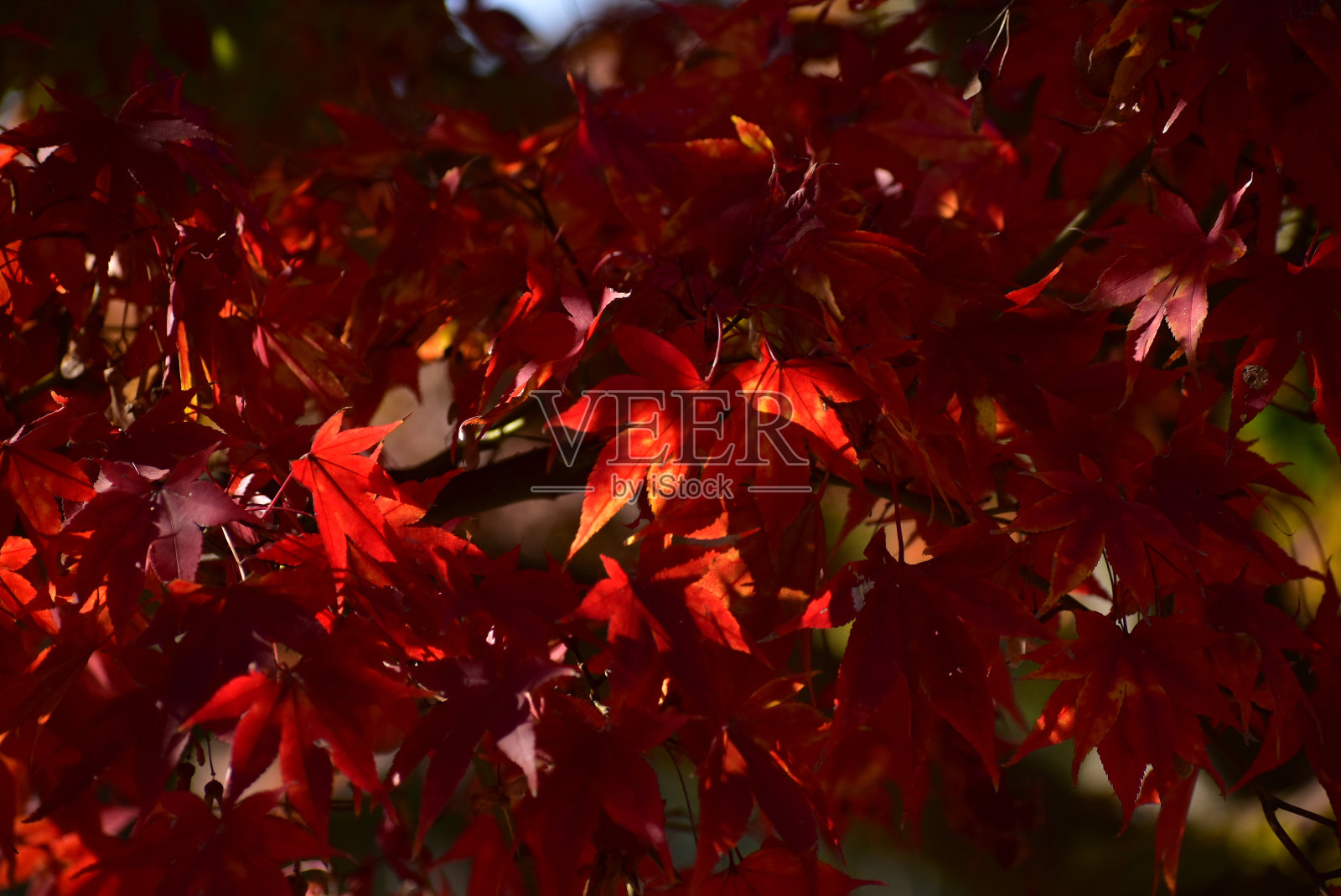 秋色的树叶照片摄影图片