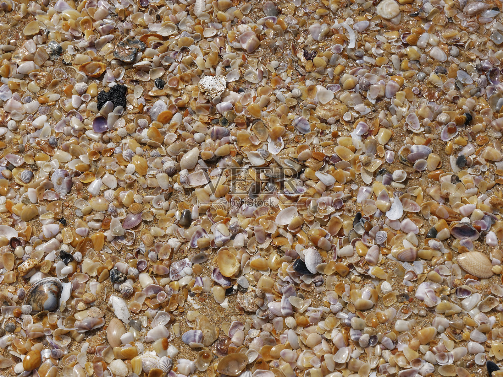 不同颜色的贝壳作为背景照片摄影图片