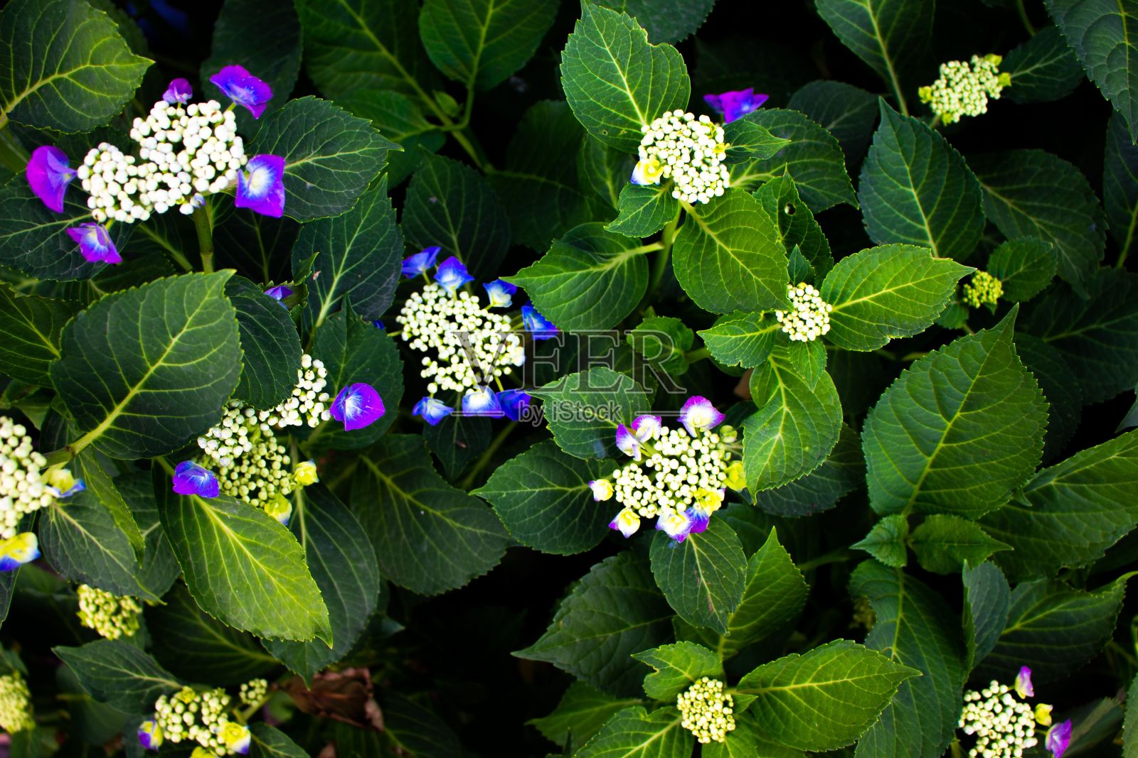 绣球花特写镜头照片摄影图片