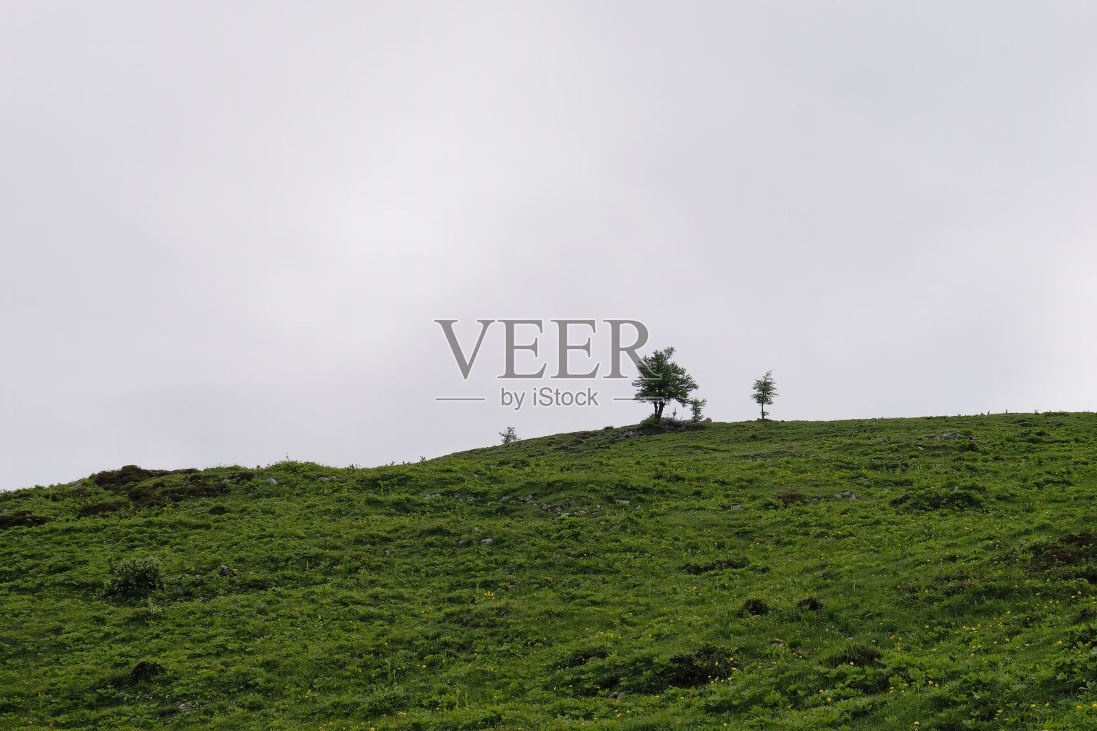 美丽的草地在大牧场高原在Kamnik-Savinja阿尔卑斯山,斯洛文尼亚照片摄影图片