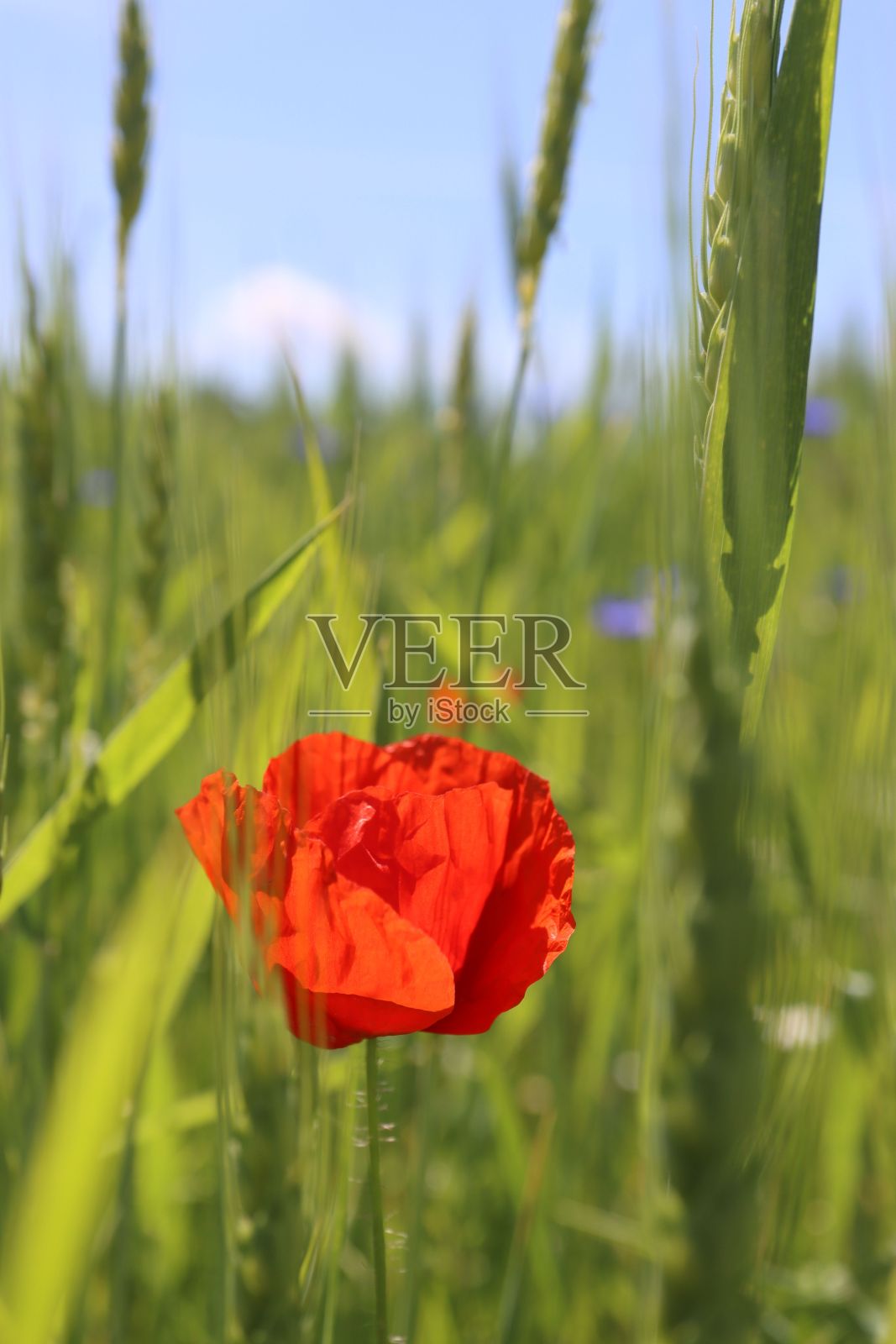 田野里的罂粟的垂直镜头照片摄影图片