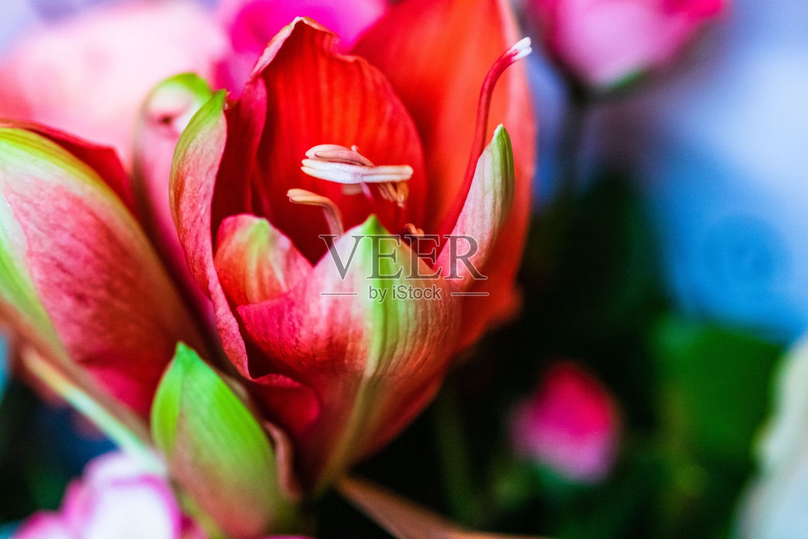 花瓣为红绿色的花的选择性聚焦镜头照片摄影图片