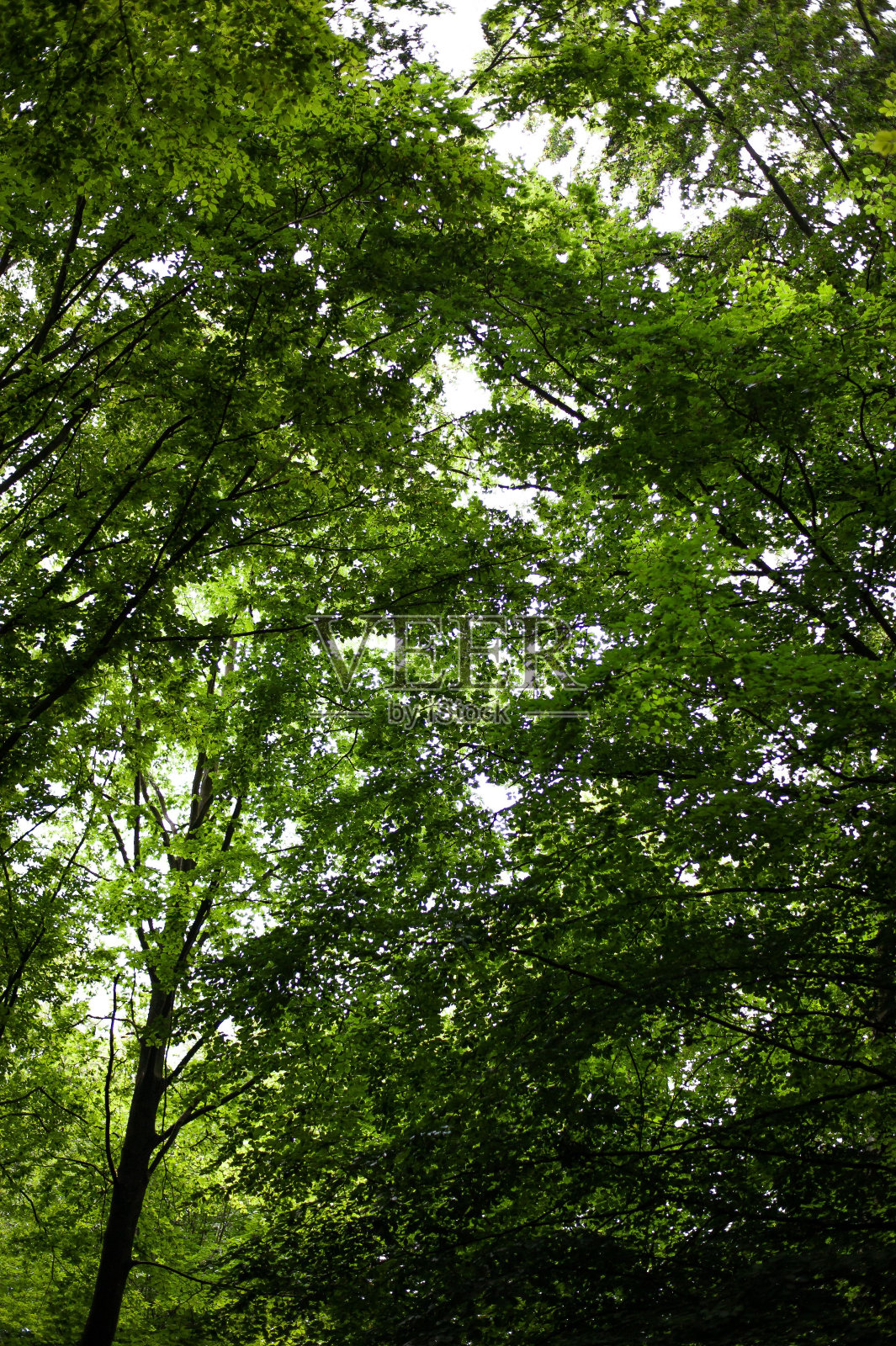 在阳光明媚的日子里,垂直拍摄的绿色树枝照片摄影图片