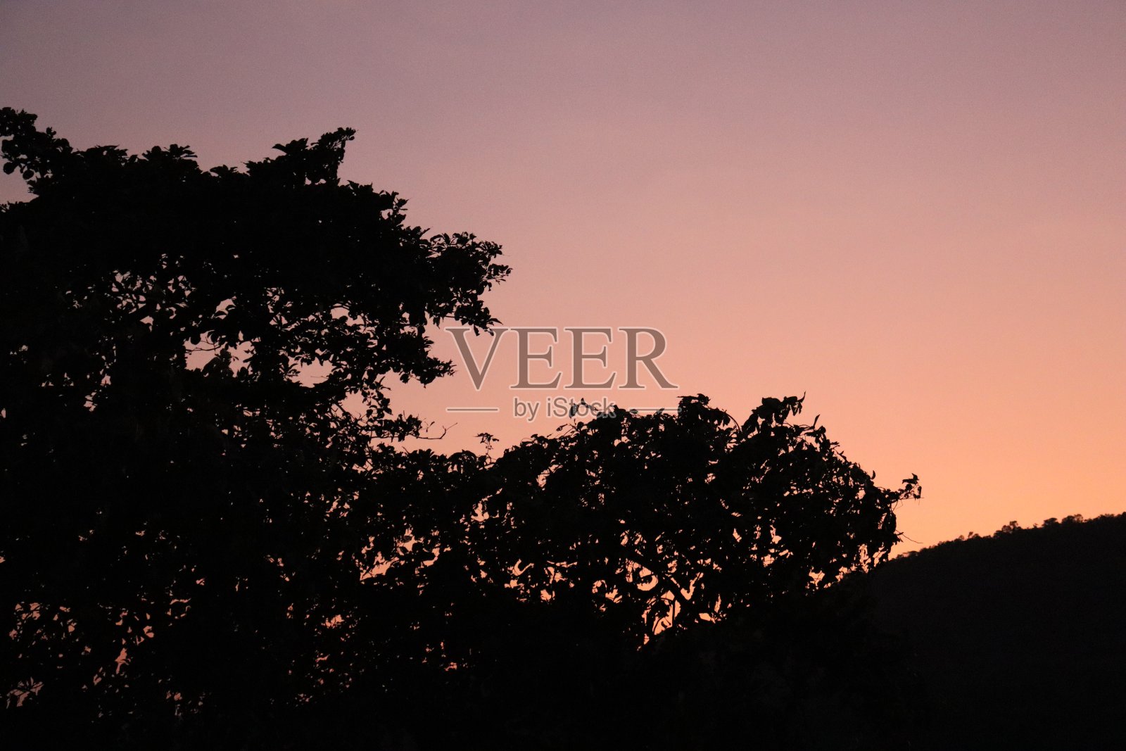 树的剪影照片摄影图片