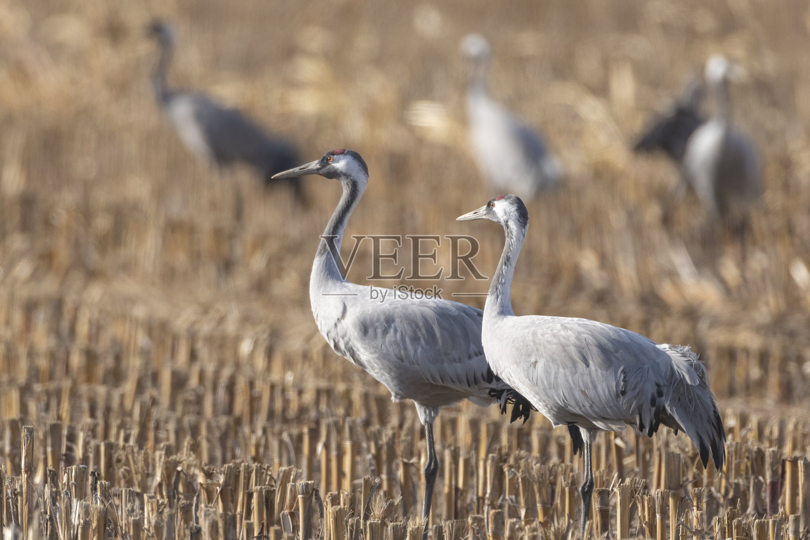 秋天迁徙期间,鹤鸟在田间休息觅食照片摄影图片
