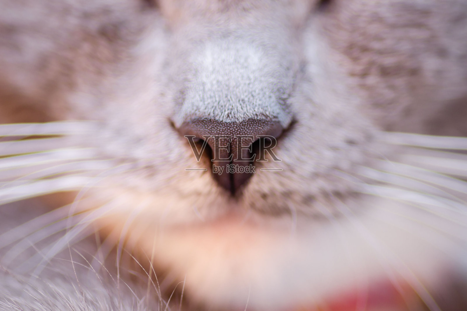一只可爱的灰色沙狐猫的口吻特写,有着可爱的小鼻子和长长的胡须照片摄影图片