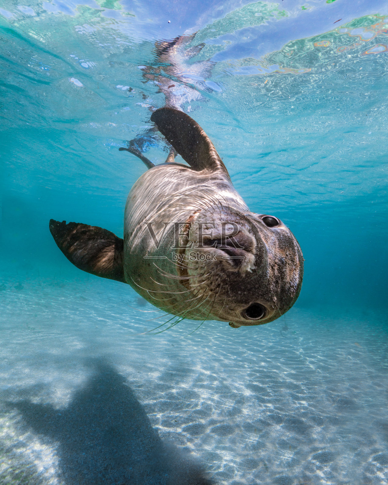 海底一只好奇的海狮的垂直肖像照片摄影图片