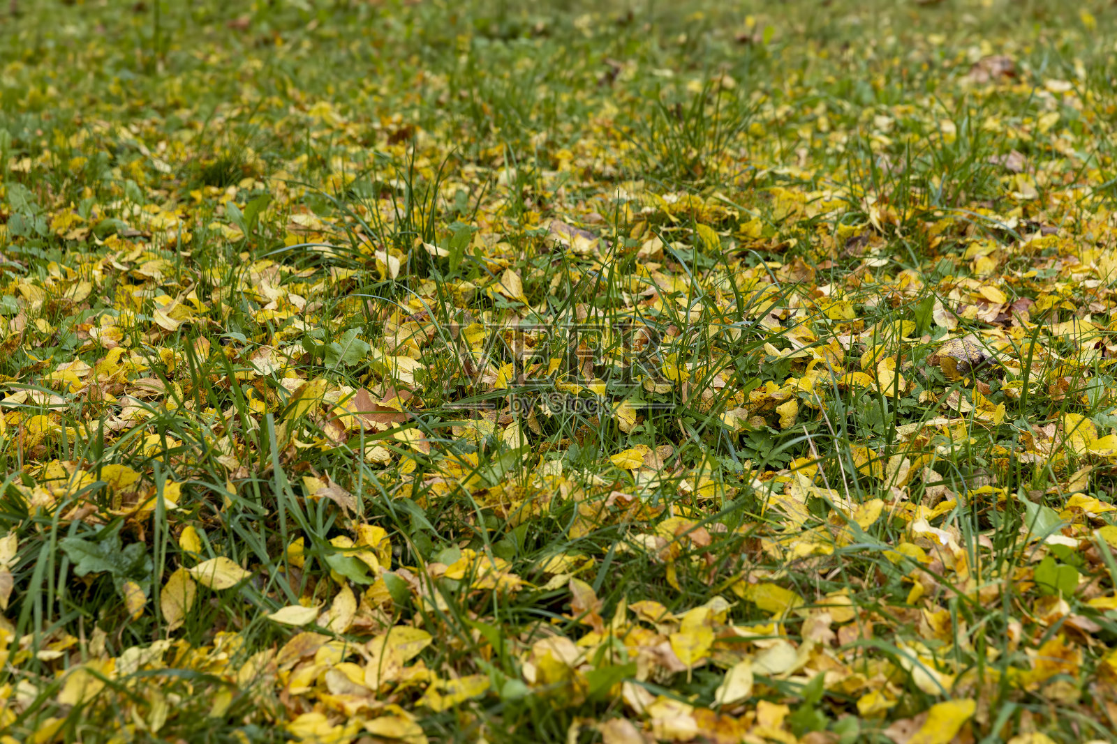 绿色草地上美丽的黄色树叶照片摄影图片