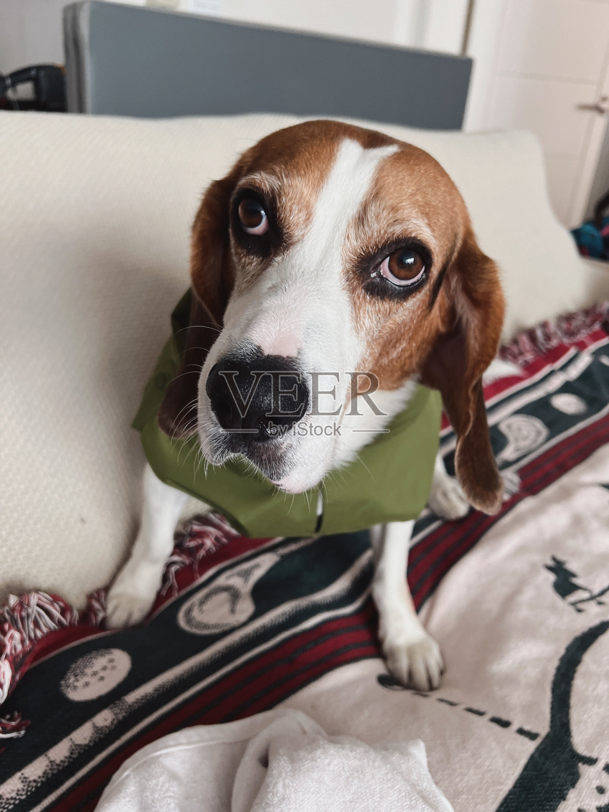 宠物爱照片摄影图片