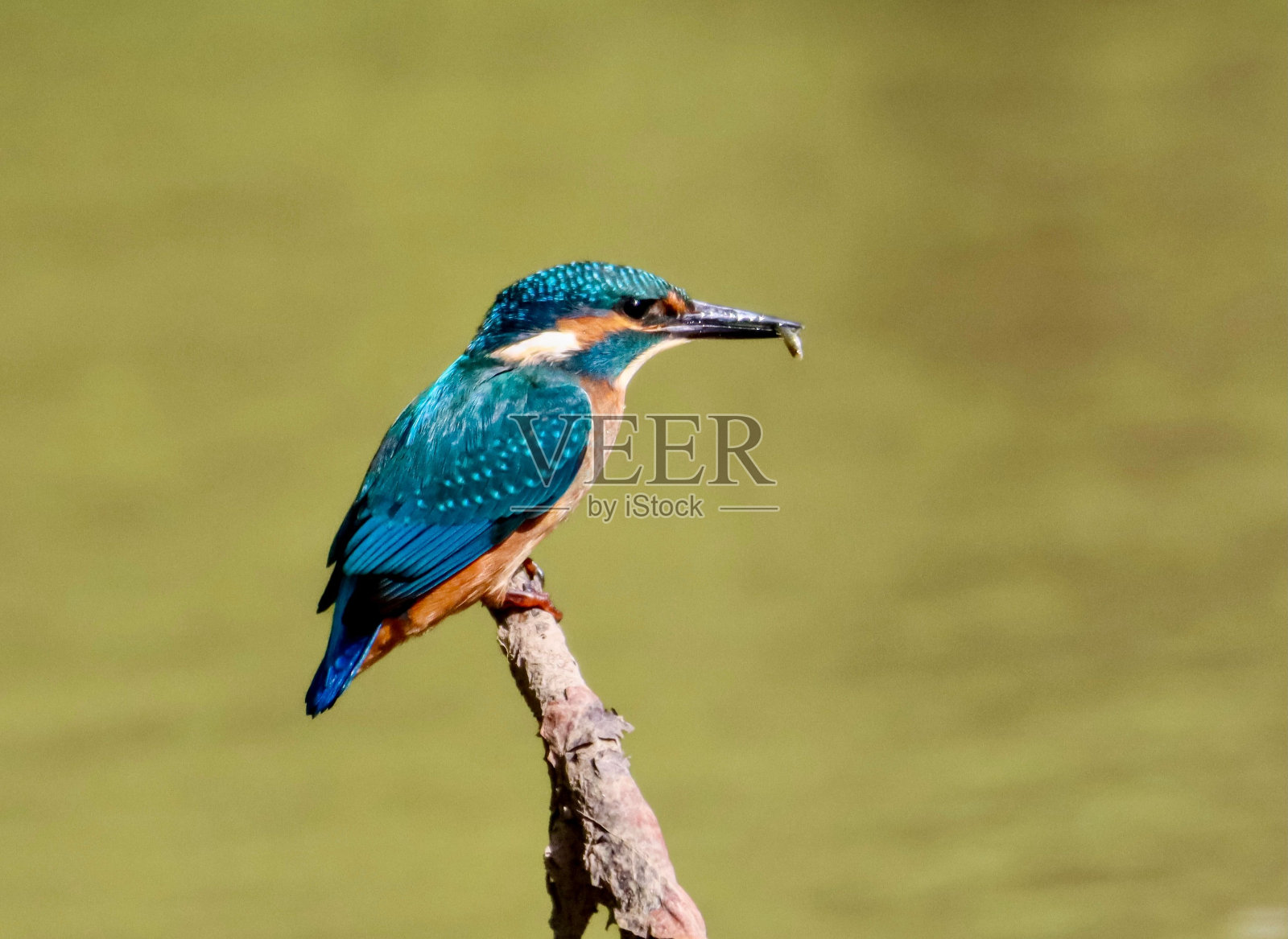 翠鸟栖息在树枝上,嘴里衔着什么东西的特写镜头照片摄影图片