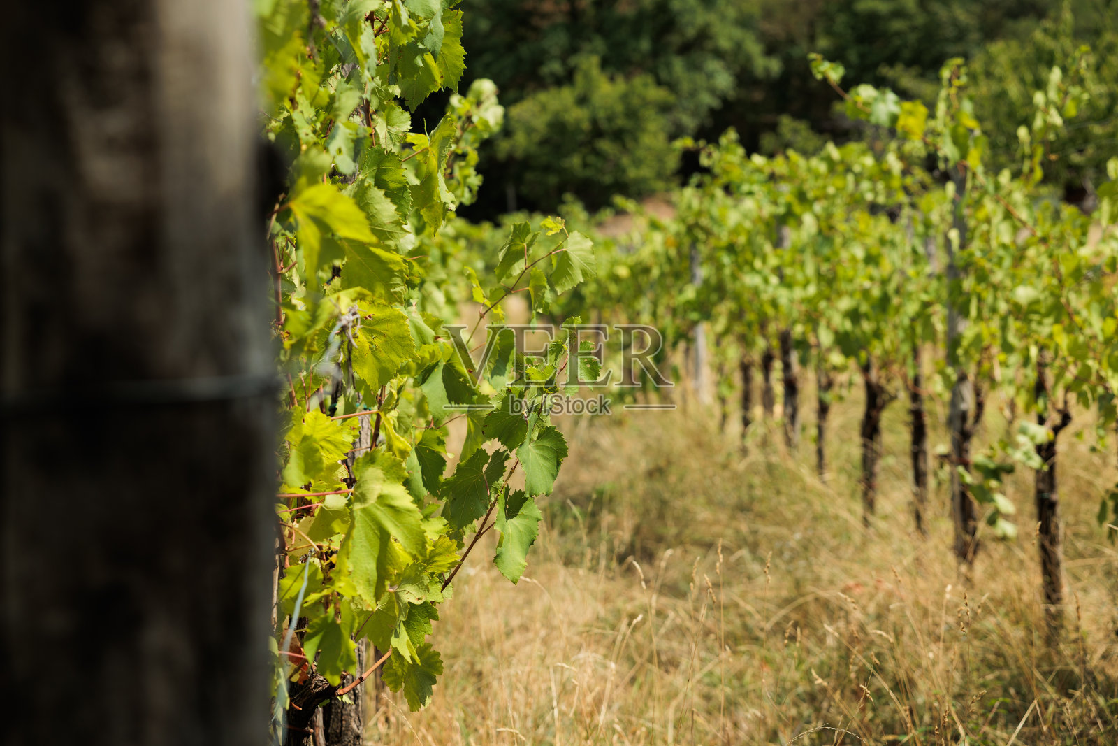夏天的早晨,在干燥的草地上,葡萄藤排满了绿叶照片摄影图片