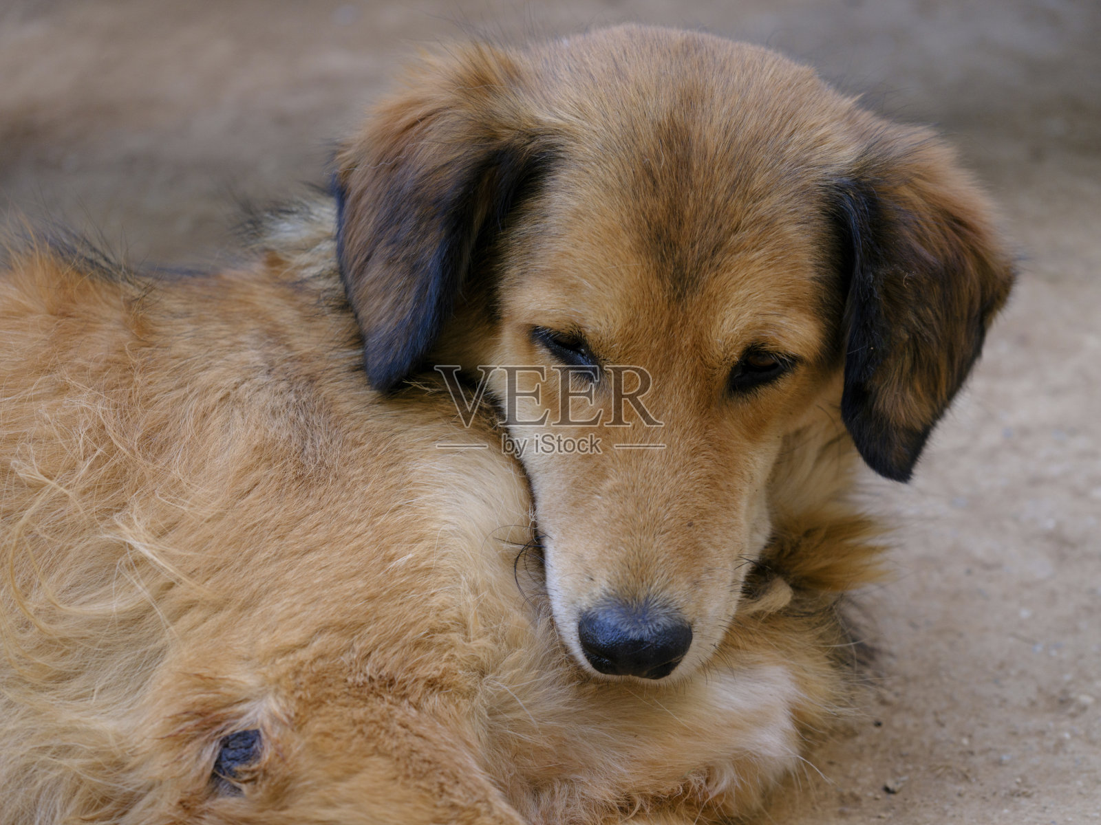 一只漂亮的狗的肖像照片摄影图片
