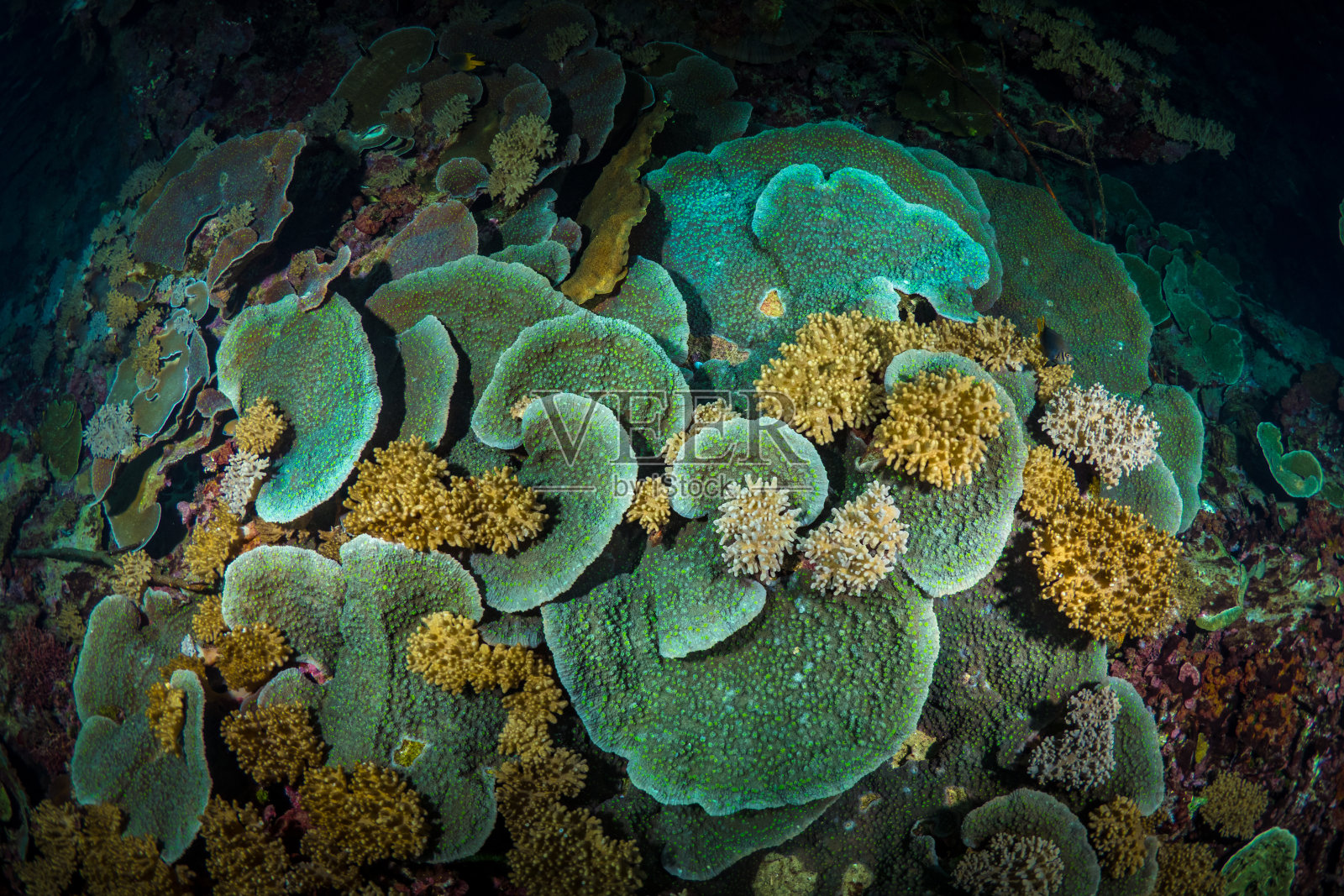印度太平洋上健康多彩的珊瑚礁。珊瑚礁系统充满了生命,生物多样性和世界上最原始的珊瑚花园照片摄影图片