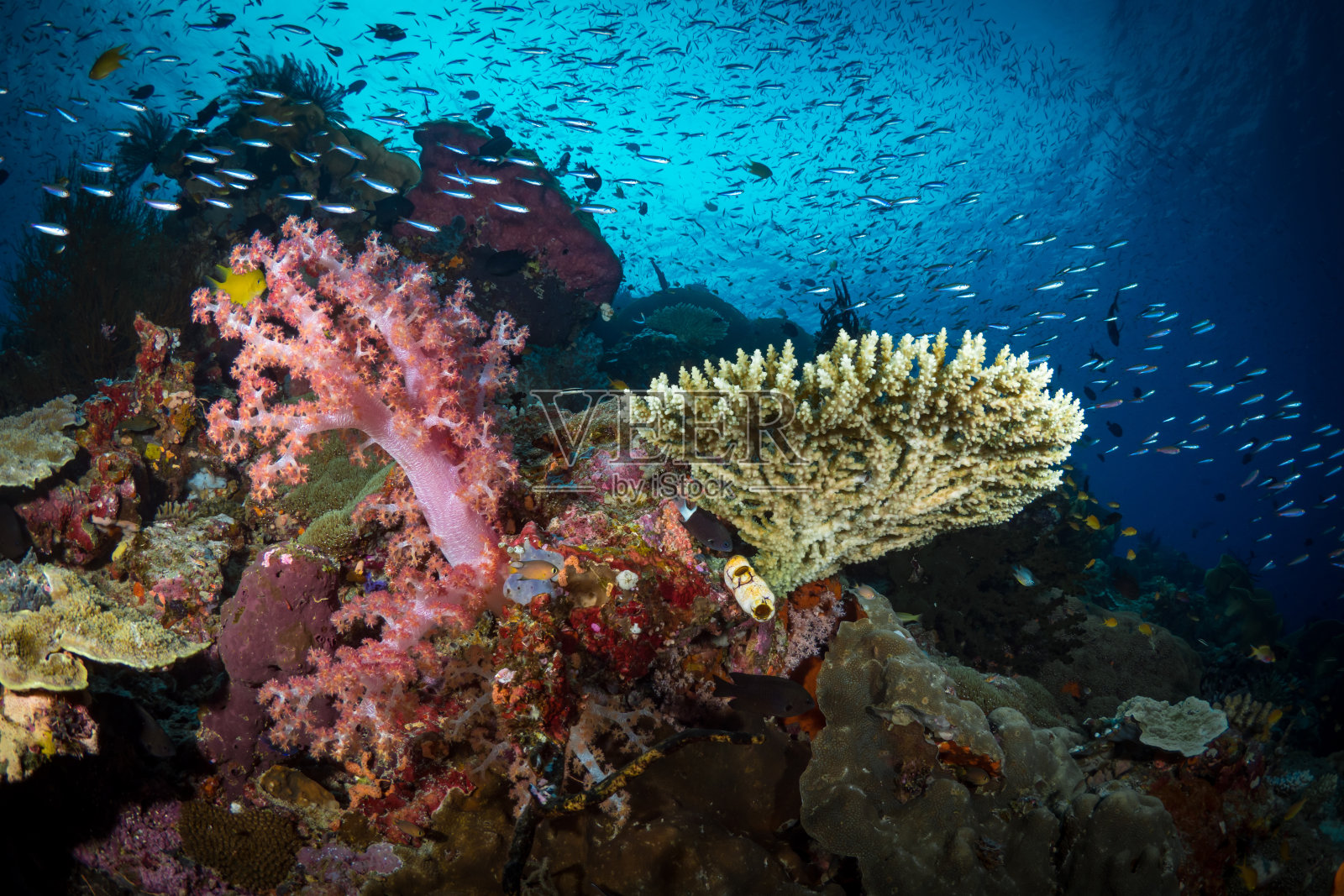 印度太平洋上健康多彩的珊瑚礁。珊瑚礁系统充满了生命,生物多样性和世界上最原始的珊瑚花园照片摄影图片