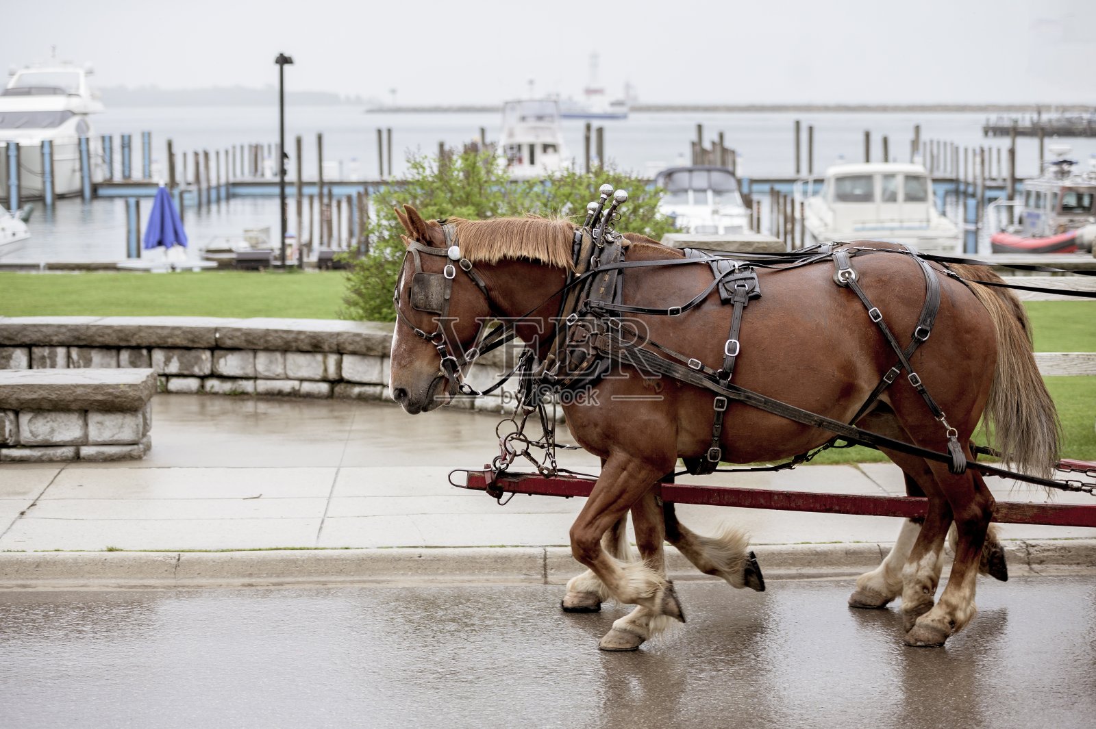 在一个雨天,两匹棕色的马在湿漉漉的街道上奔跑照片摄影图片