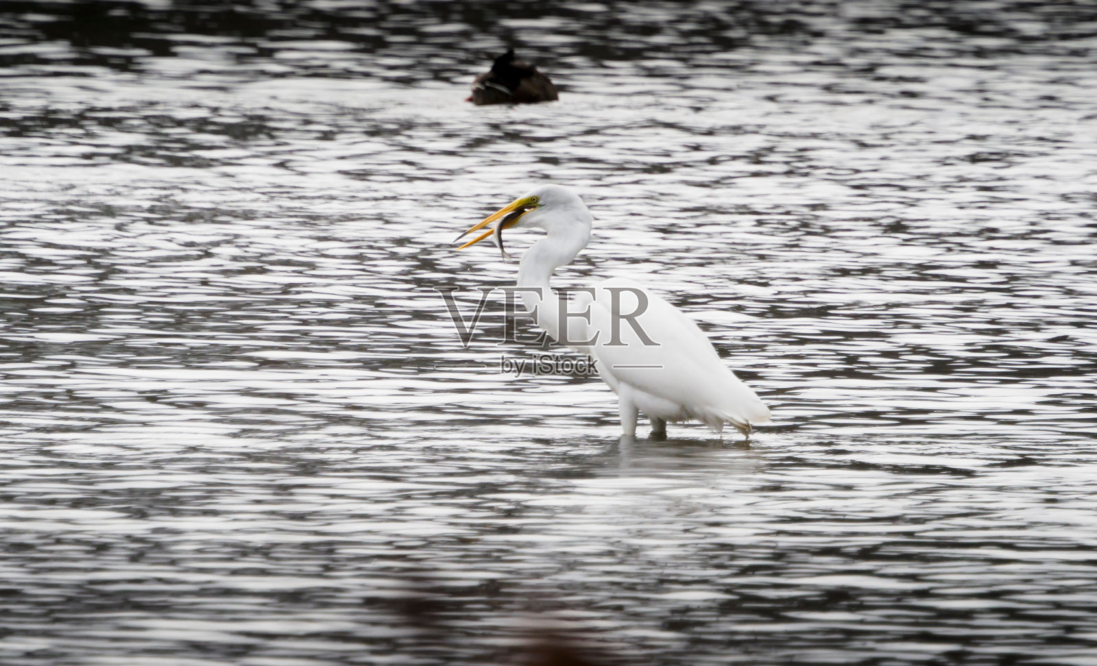 白鹭坐在水里寻找食物,沐浴在晨光中照片摄影图片