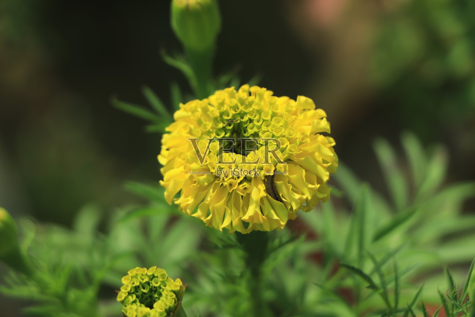 黄色的金盏花在花园里盛开。照片摄影图片