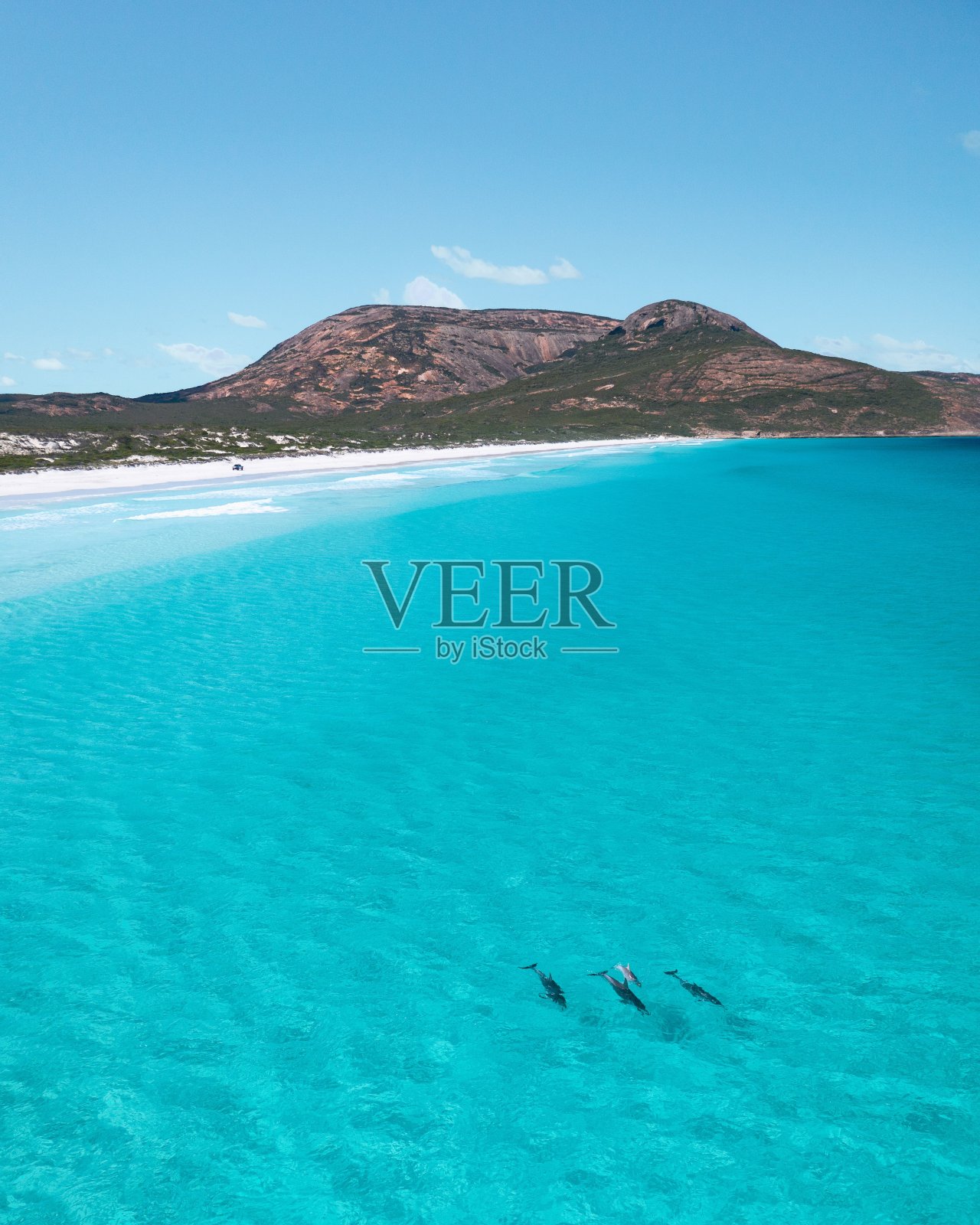 四只海豚在海里的美丽照片照片摄影图片