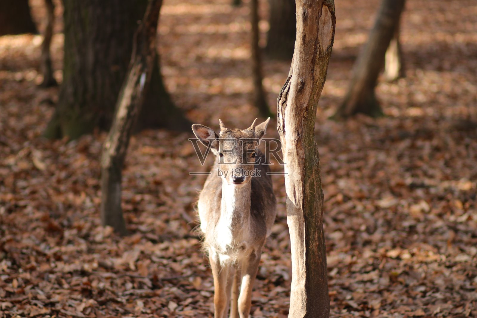 小鹿照片摄影图片