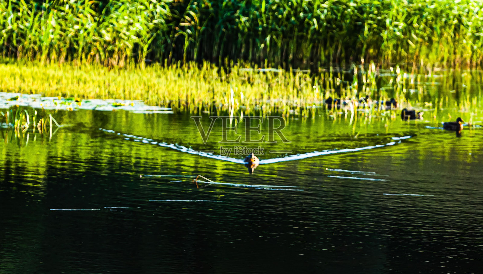 鸭子漂浮在绿色的水面上,留下一条水迹。照片摄影图片