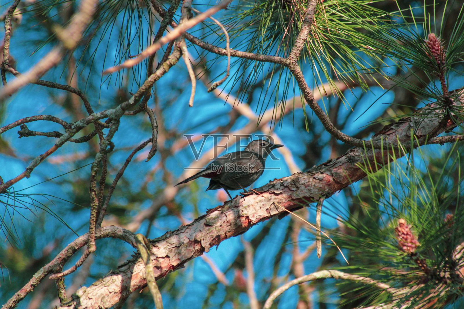 灰色的猫鸟栖息在常青树的树枝上照片摄影图片